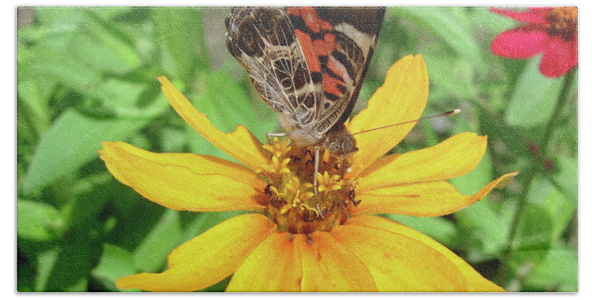 Painted Lady Beach Towel featuring the photograph Painted Lady and Zinnia 4 by Amy E Fraser
