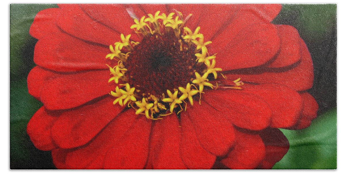 Pictures Of Flowers Beach Towel featuring the photograph Painted Red And Gold by Skip Willits