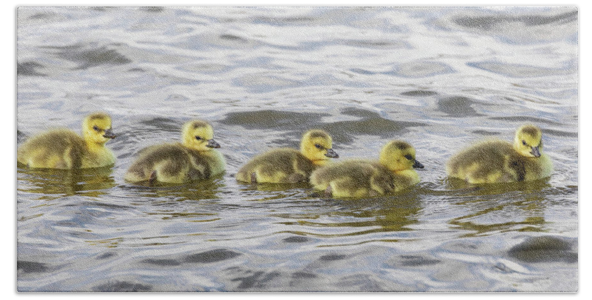 Goose Beach Towel featuring the photograph Panorama of Goslings on the Water by Tony Hake