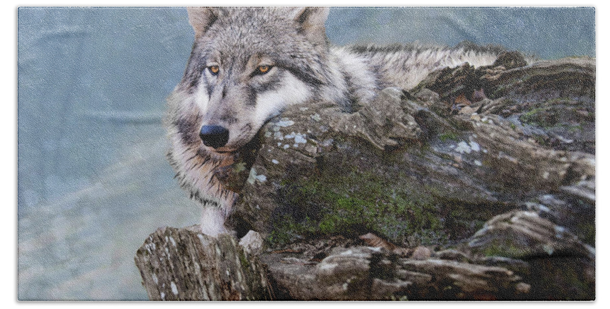 Wolf Beach Towel featuring the photograph Peaceful Wolf by Jeannee Gannuch