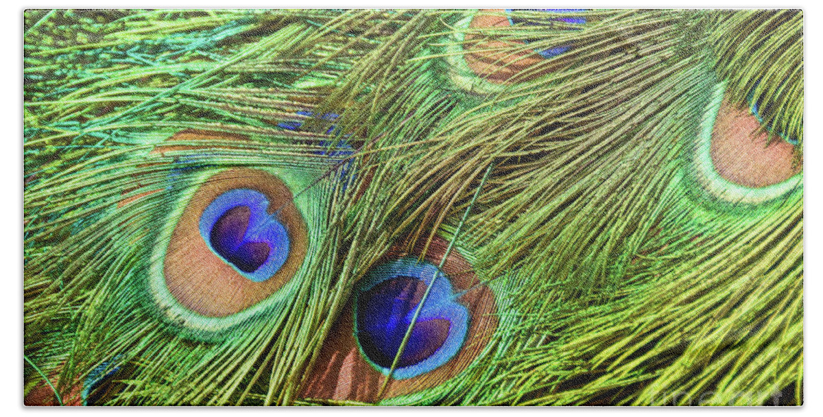 Peacock Beach Towel featuring the photograph Peacock feathers by Delphimages Photo Creations