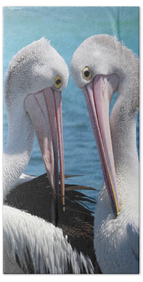 Pelican Love Beach Towel featuring the digital art Pelican love 06163 by Kevin Chippindall
