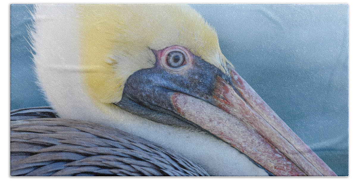 Pelican Beach Towel featuring the photograph Pelican Profile by Christopher Rice