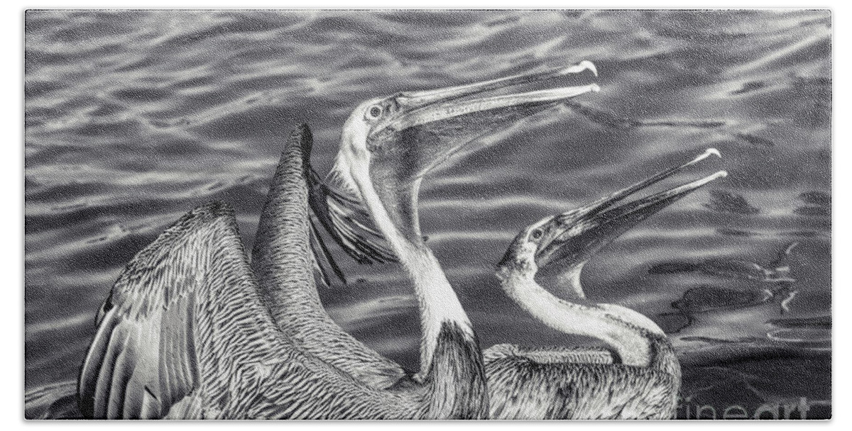Pelican In Flight Beach Towel featuring the photograph Pelicans - Black And White by Stefano Senise