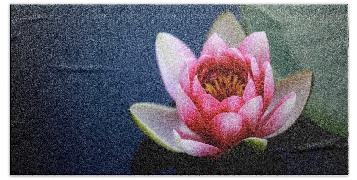 Photo Beach Towel featuring the photograph Perfect lotus by Top Wallpapers