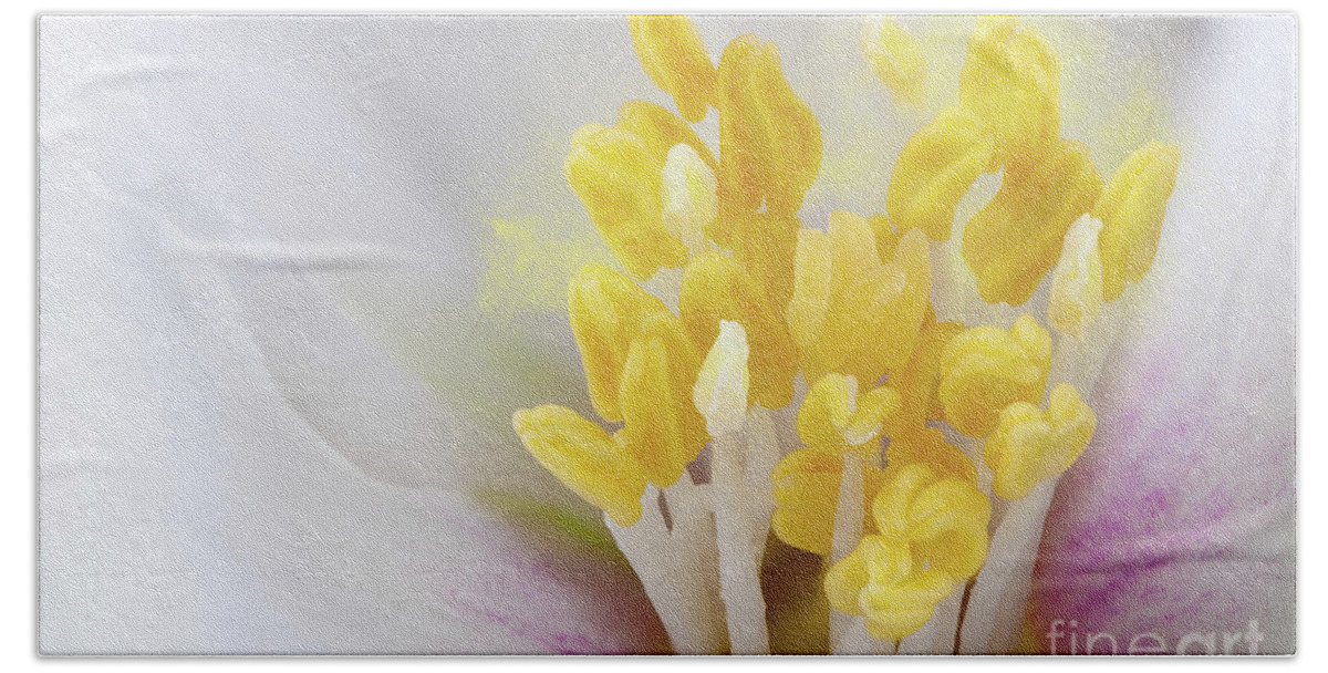 Flower Beach Sheet featuring the photograph Philadelphus flower extreme close up with pollen by Simon Bratt