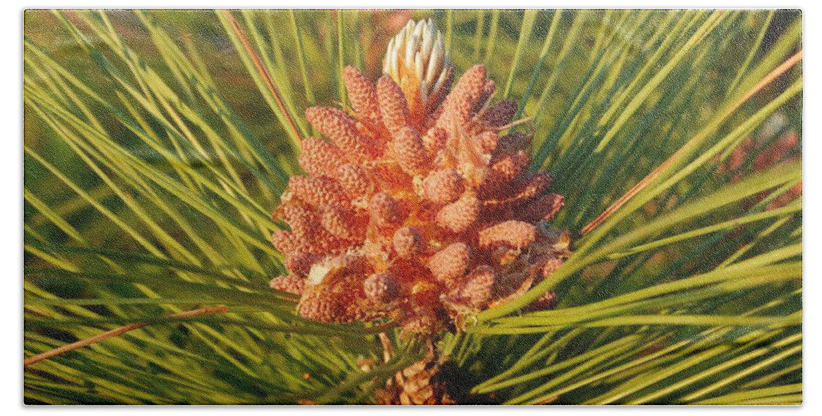 Pine Tree Beach Towel featuring the photograph Pine Cone On A Pine Tree by Ee Photography