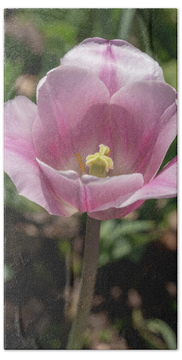 Tulip Beach Towel featuring the photograph Pink-and-White Tulip by Dawn Cavalieri
