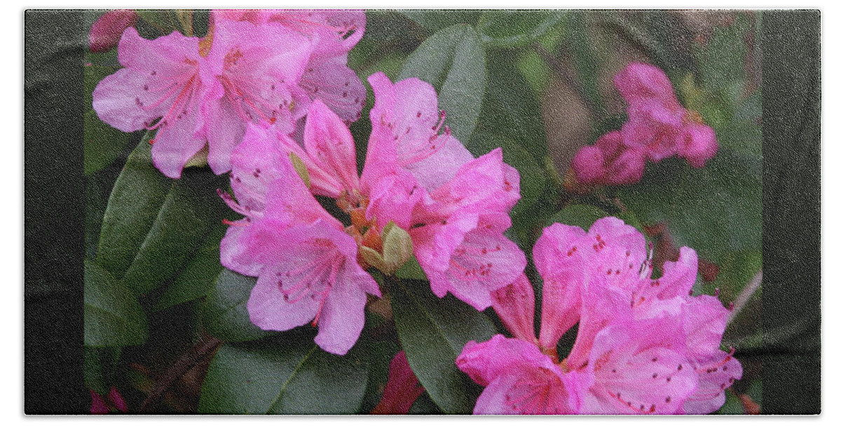 Azalea Beach Towel featuring the photograph Pink Azalea by Patricia Overmoyer