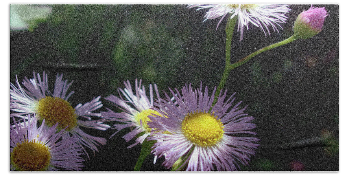 Common Fleabane Beach Towel featuring the photograph Pink Fleabane 11 by Amy E Fraser