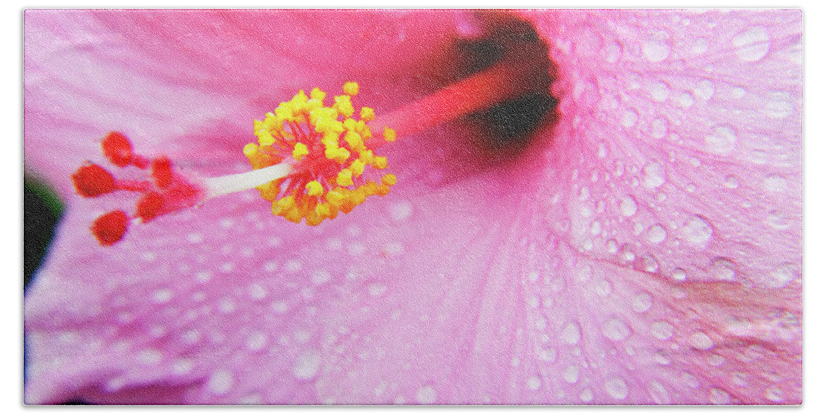 Hibiscus Beach Towel featuring the photograph Pink Hibiscus Drops by Sean Davey