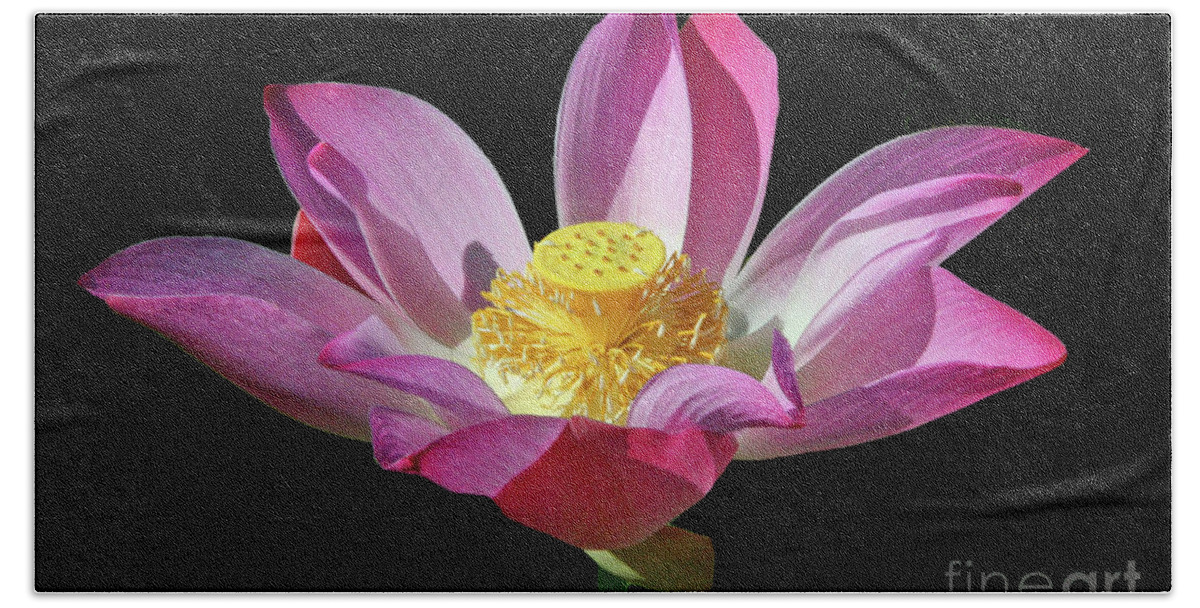 Nature Beach Towel featuring the photograph Pink Lotus Flower by Mariarosa Rockefeller
