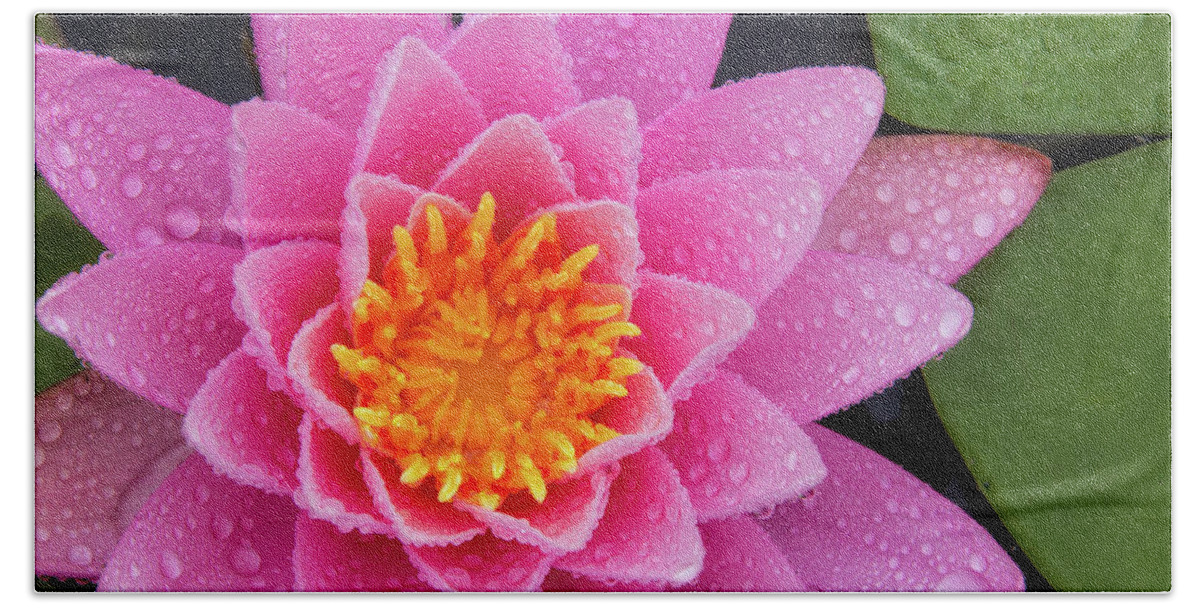 Bellamy Reservoir Beach Towel featuring the photograph Pink Petals In The Rain by Jeff Sinon