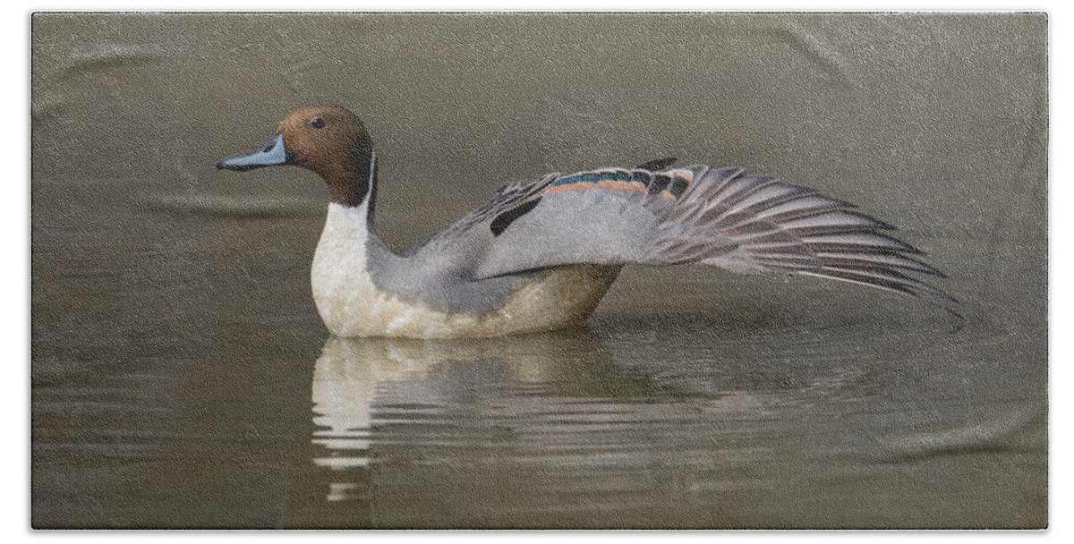 Duck Beach Towel featuring the photograph Pintail Wing Extension by Art Cole