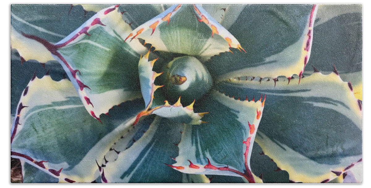 Plant Beach Towel featuring the photograph Pinwheel Succulent by Tom Gresham