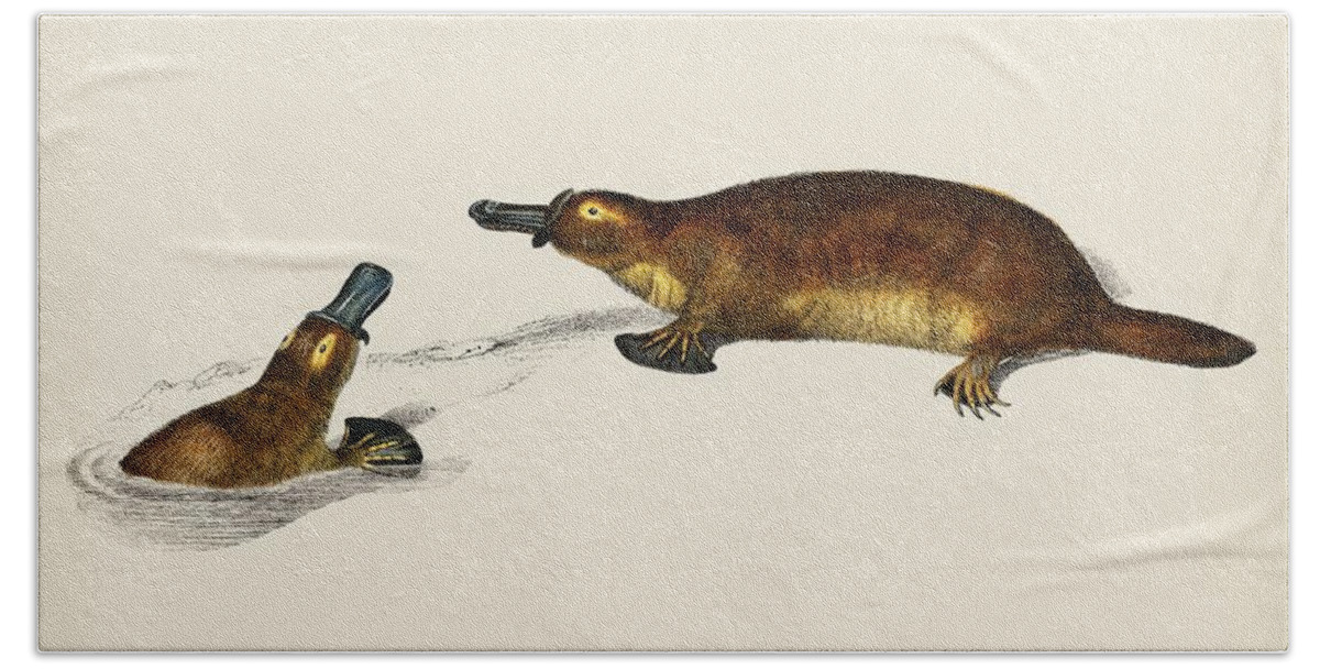 Australia Beach Towel featuring the painting Platypus Ornithorhynchus Paradoxus illustrated by Charles Dessalines D' Orbigny 1806-1876 by Celestial Images