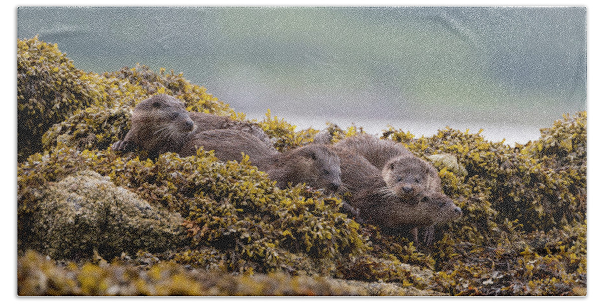 Otter Beach Towel featuring the photograph Playful Four Otters by Pete Walkden