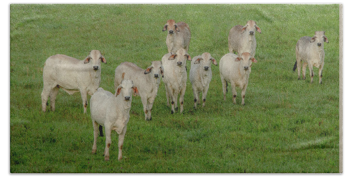 Tennessee Beach Towel featuring the photograph Please Tell Me You Brought Breakfast, Soft Color by Marcy Wielfaert