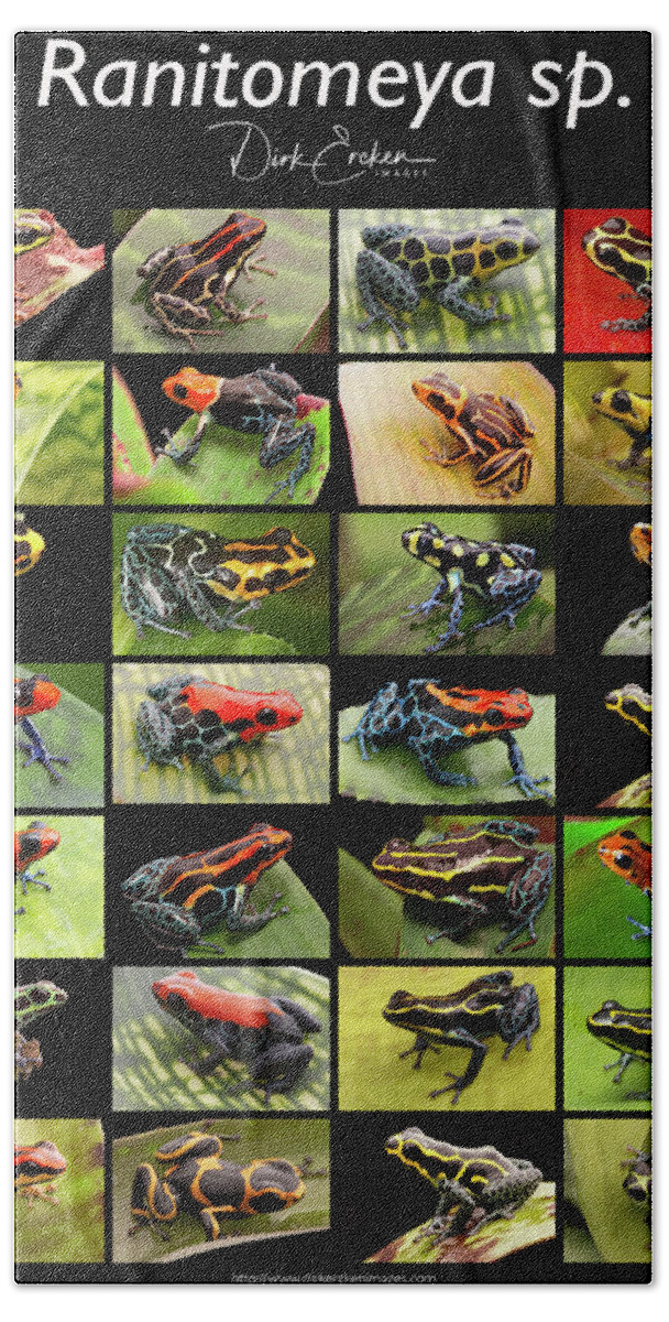 Amazon Beach Towel featuring the photograph Poison dart frog species from the genus Ranitomeya by Dirk Ercken