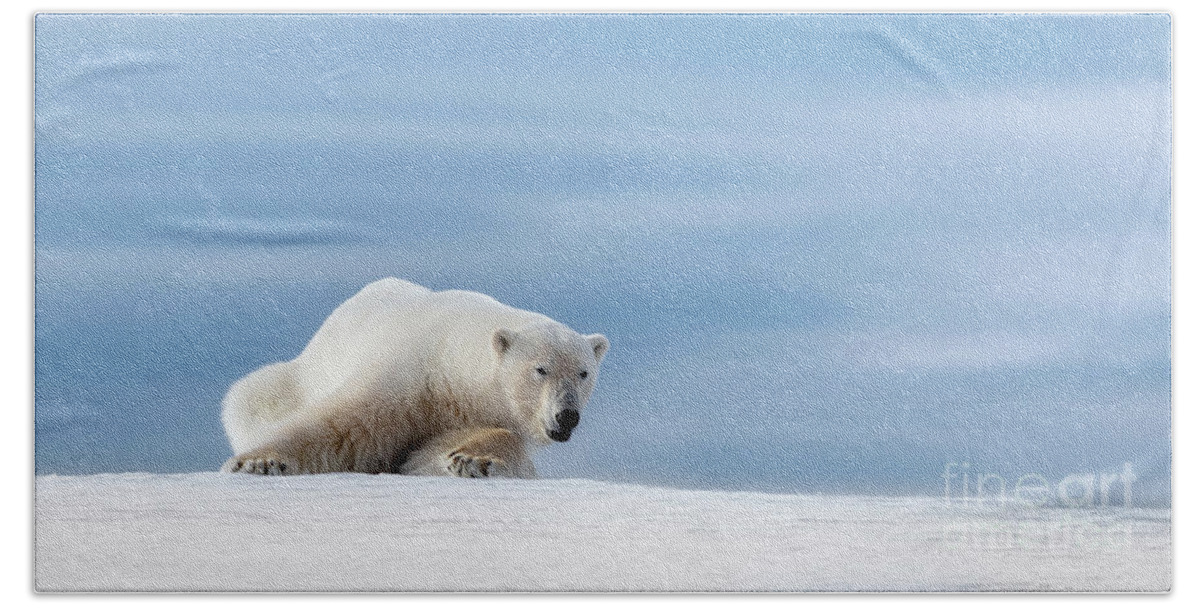 Polar Beach Towel featuring the photograph Polar bear crouching on the frozen snow of Svalbard by Jane Rix
