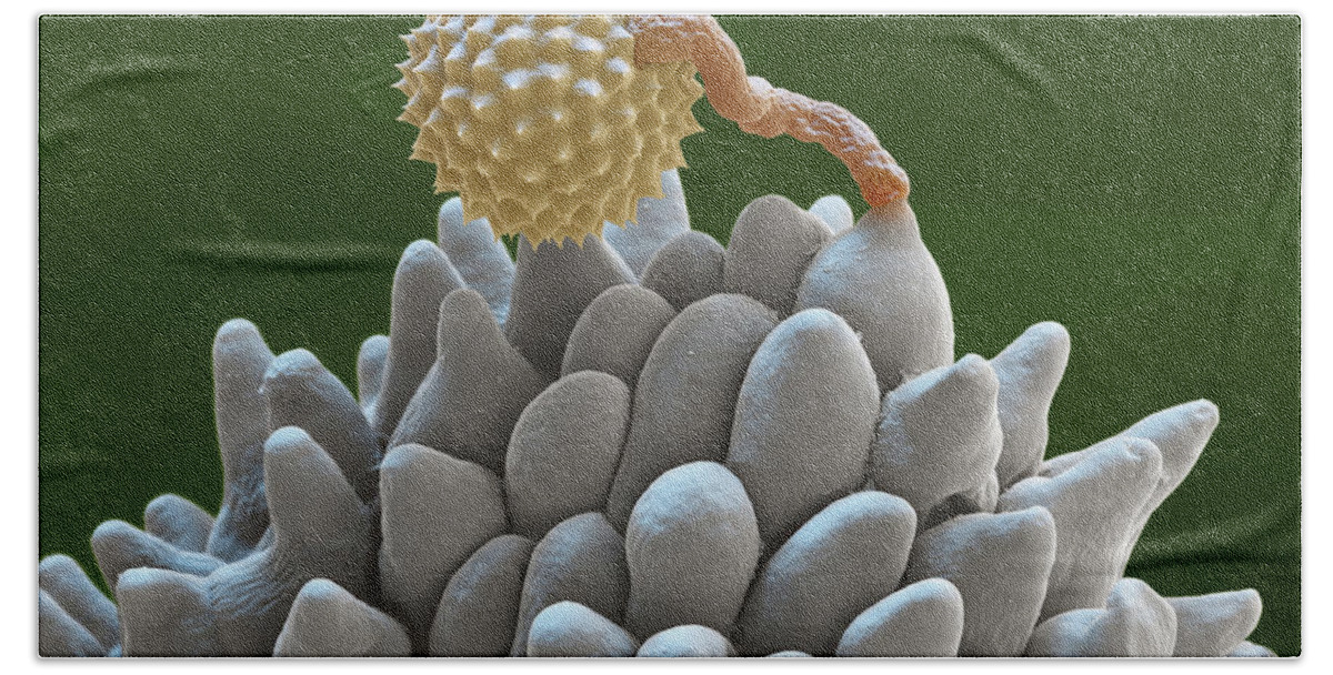 Ambrosia Beach Towel featuring the photograph Pollen Grain Extending Pollen Tube, Sem by Oliver Meckes EYE OF SCIENCE