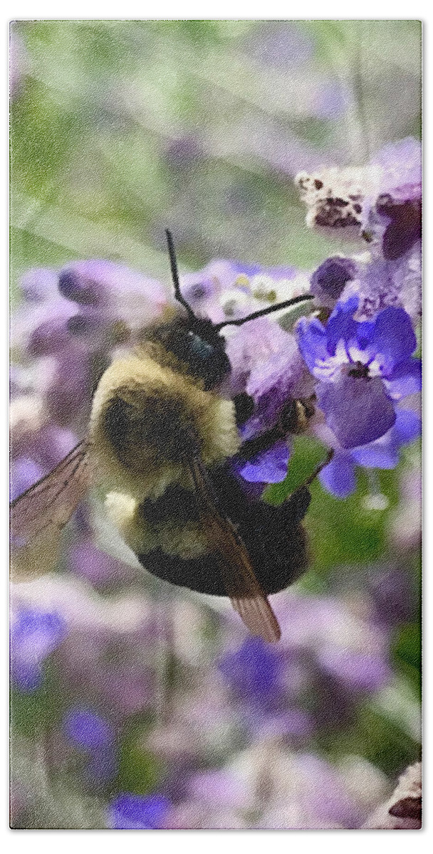 Bumblebee Beach Towel featuring the photograph Pollinator by Tom Johnson