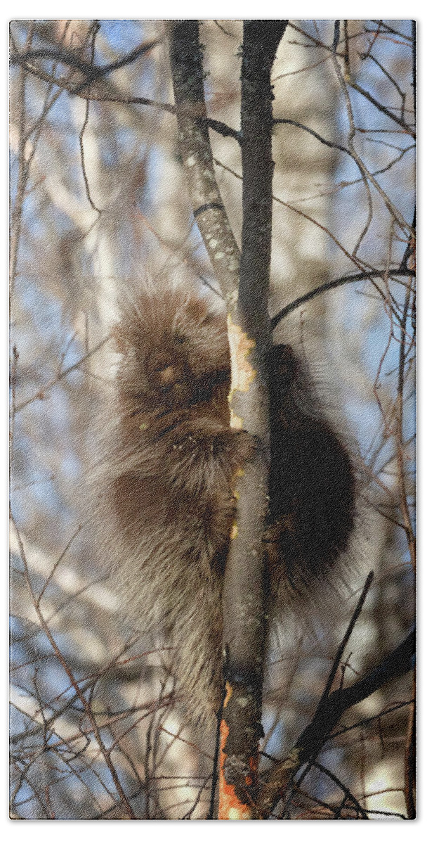Porcupine Beach Towel featuring the photograph Porcupine by Susan Rissi Tregoning