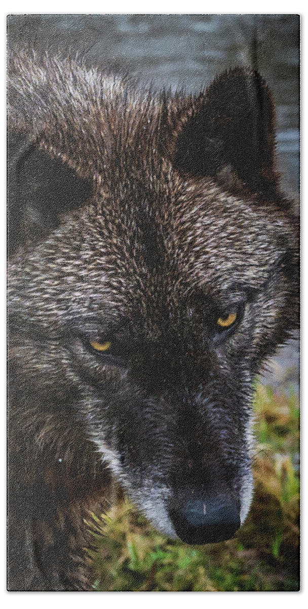 Black Wolf Wolves Beach Towel featuring the photograph Portrait Niko by Laura Hedien