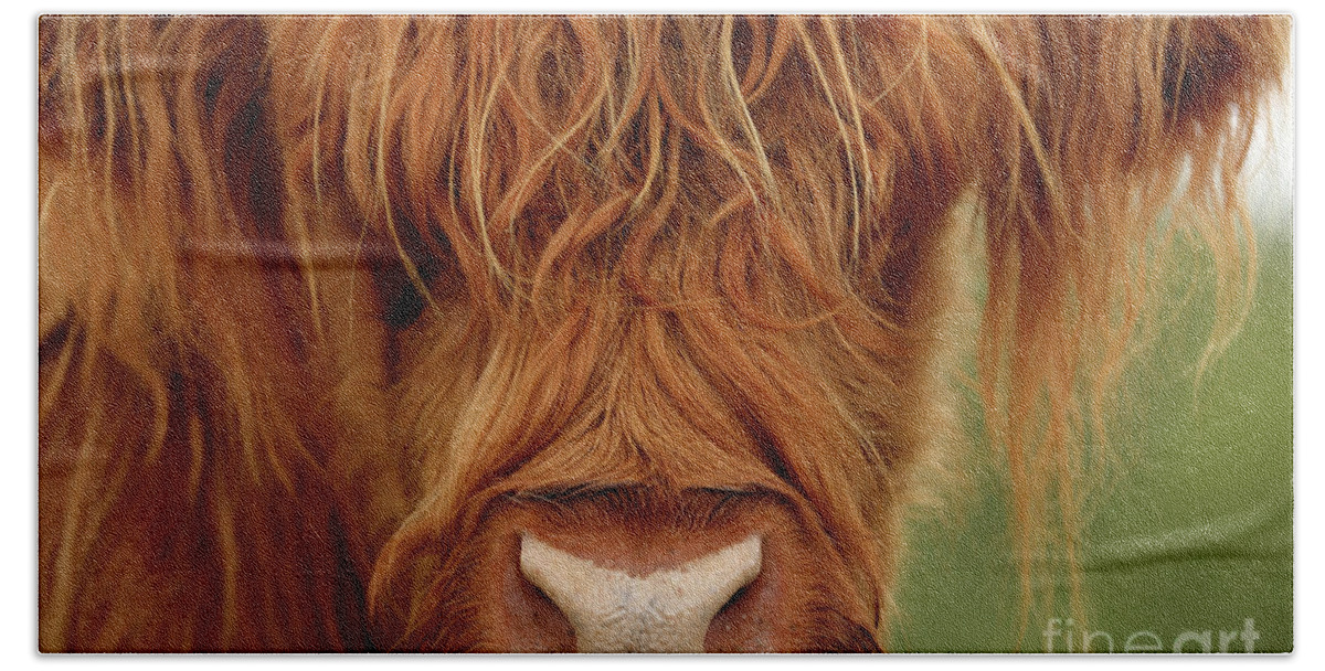 Highland Cow Beach Sheet featuring the photograph Portrait of a Highland Cow by Maria Gaellman