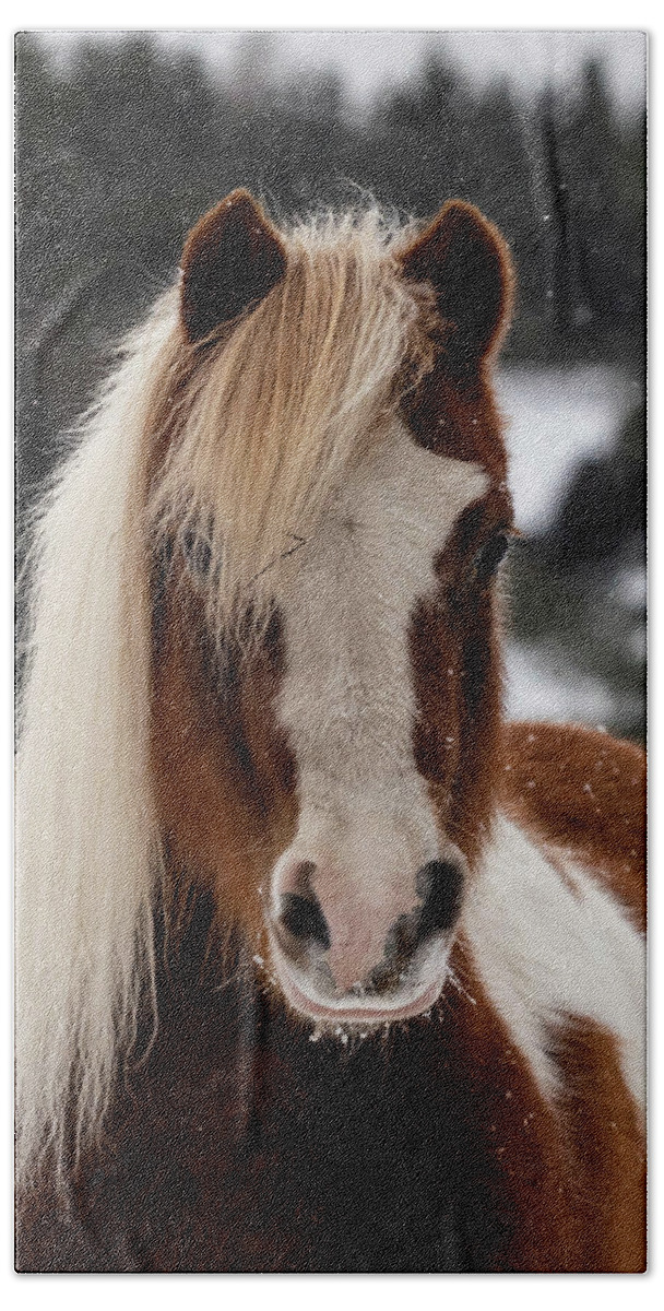 Horse Beach Towel featuring the photograph Portrait of a Pony by Jody Partin
