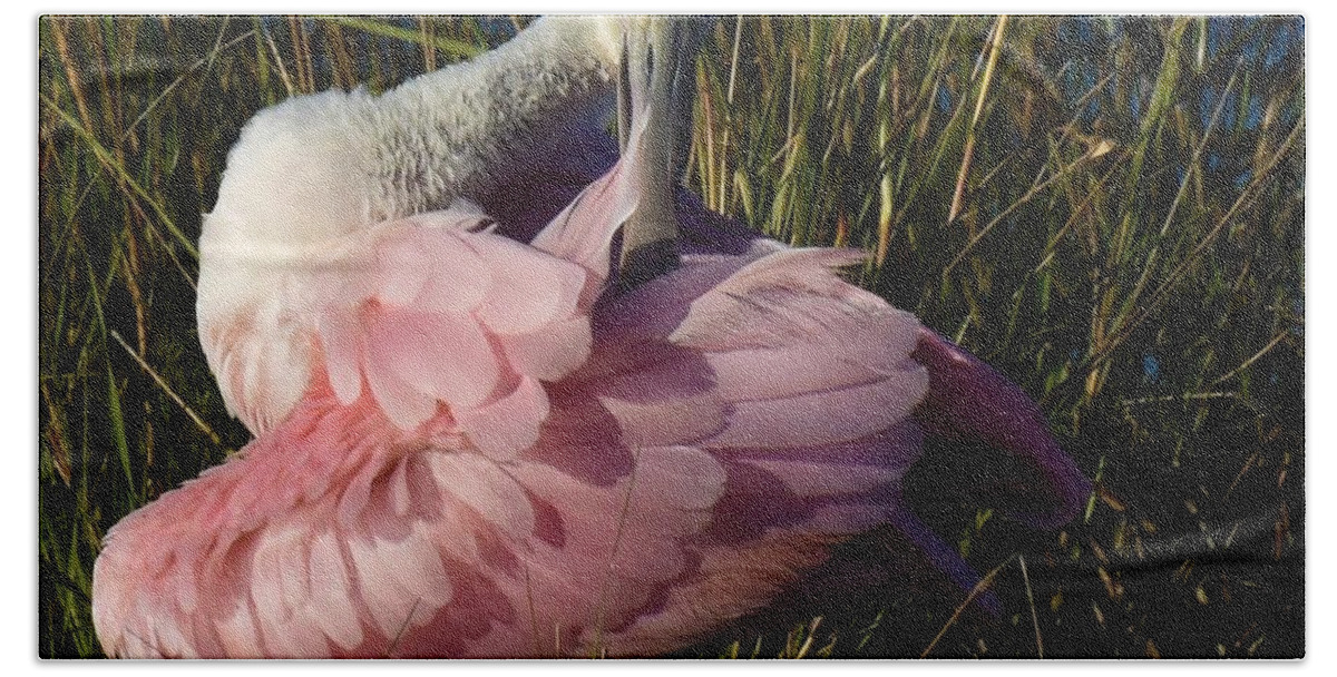 Roseate Spoonbill Beach Towel featuring the photograph Preening Time by Chip Gilbert