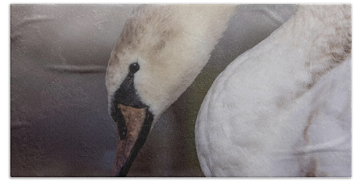 Photography Beach Towel featuring the photograph Pretty Cygnet by Alma Danison