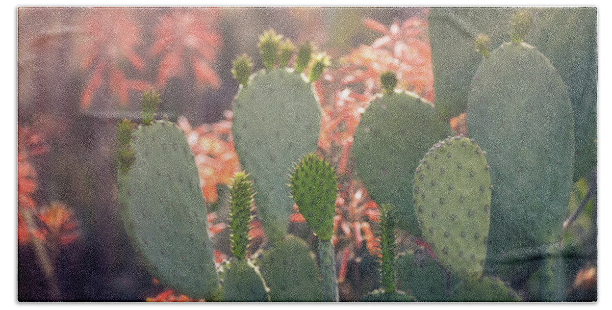 Prickly Pear Cactus Beach Towel featuring the photograph Prickly Pear And Aloe Flowers by Saija Lehtonen