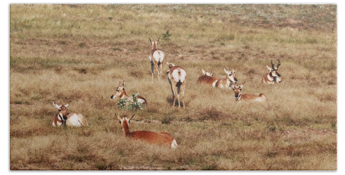 Pronghorn Antelope At Custer State Park Beach Towel featuring the photograph Pronghorn Antelope at Custer State Park by Susan Jensen