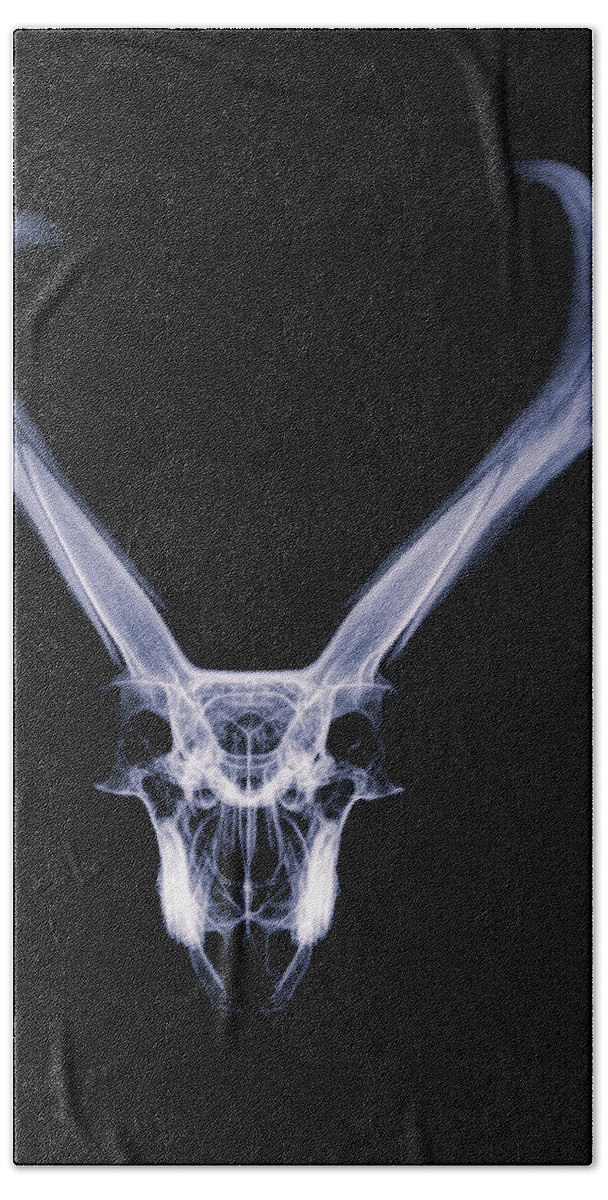 Kansas Beach Towel featuring the photograph Pronghorn x-ray 06 by Rob Graham