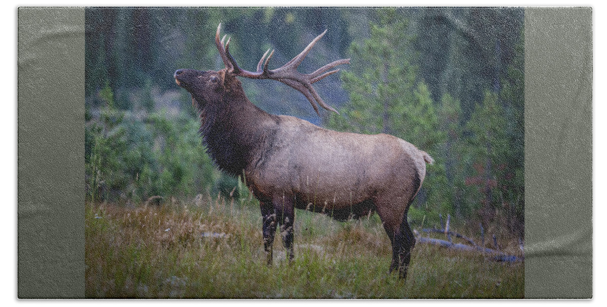 Tapestry Beach Towel featuring the photograph Proud Elk by Gary Migues