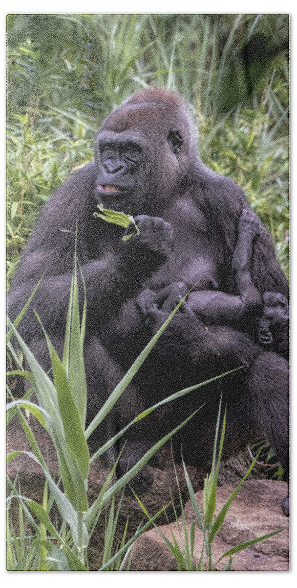 Mammals Beach Towel featuring the photograph Proud Mama Silverback 6243 by Donald Brown