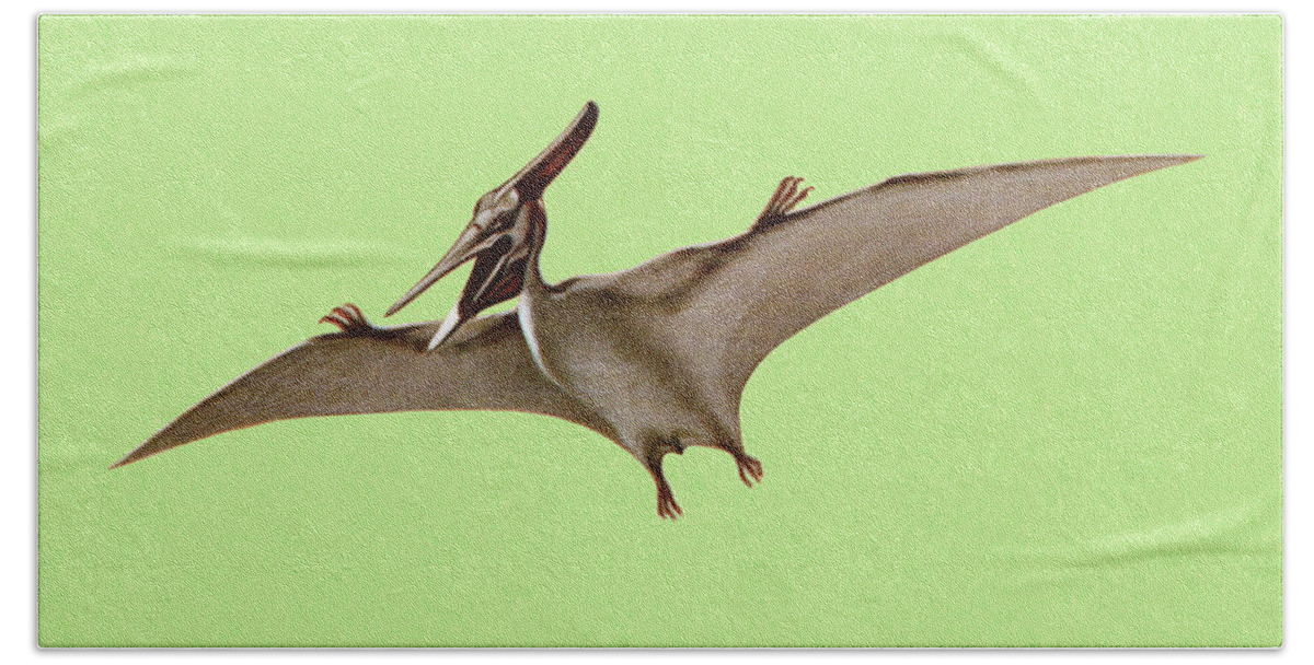 Animal Beach Towel featuring the drawing Pterodactyl by CSA Images