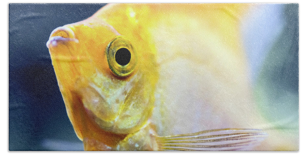 Pterophyllum Scalare yellow angel fish head macro selective focus Beach  Towel