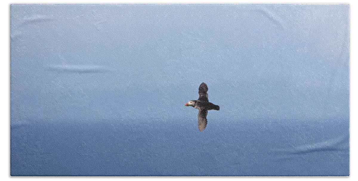 Puffin Beach Towel featuring the photograph Puffin Flying Over Sea by Pete Walkden