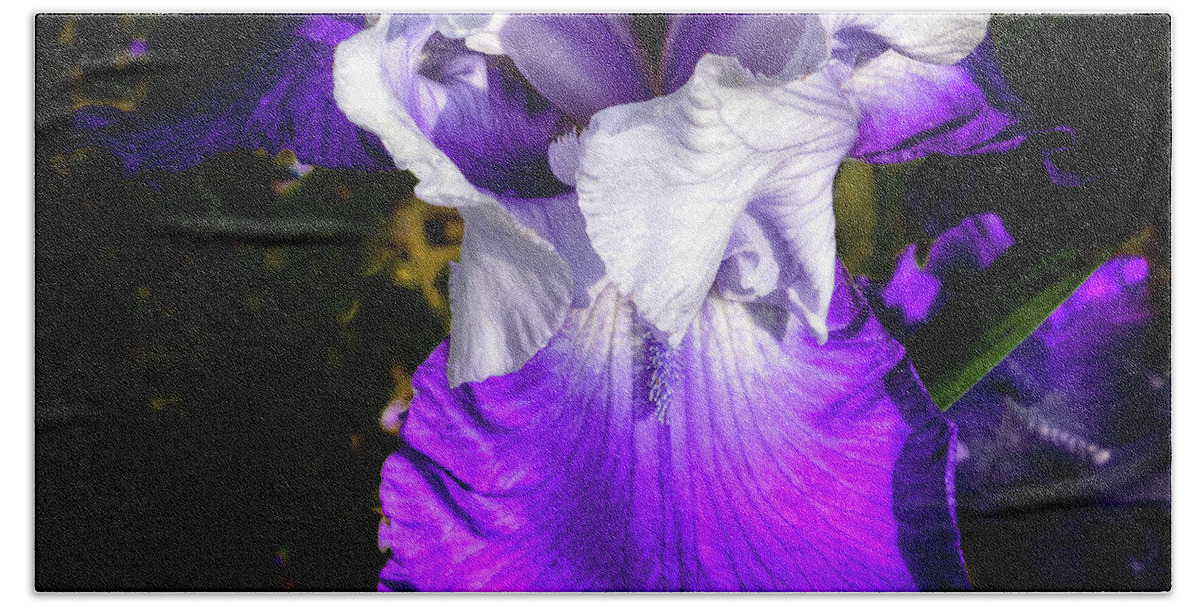 Hdr Beach Towel featuring the photograph Purple and White Iris by David Patterson