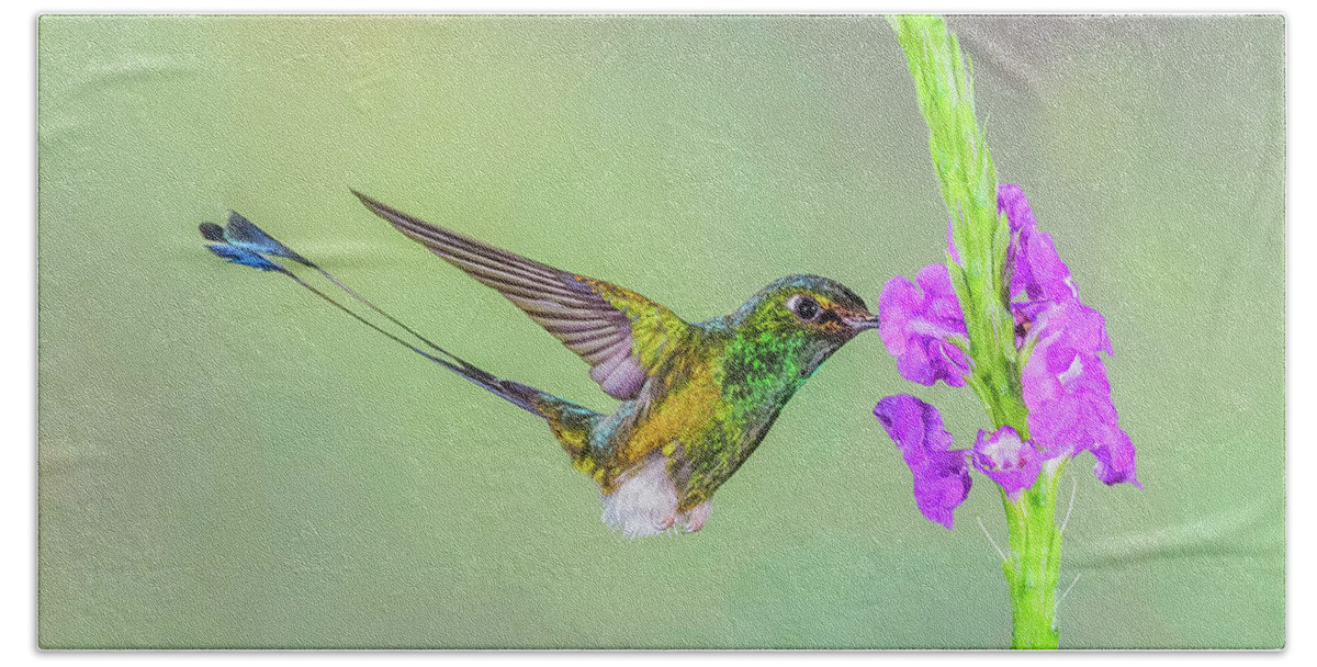 Hummingbird Beach Sheet featuring the photograph Purple Attraction by Tom and Pat Cory