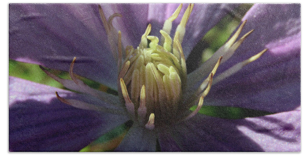 Clematis Beach Towel featuring the photograph Purple Clematis by Kim Tran
