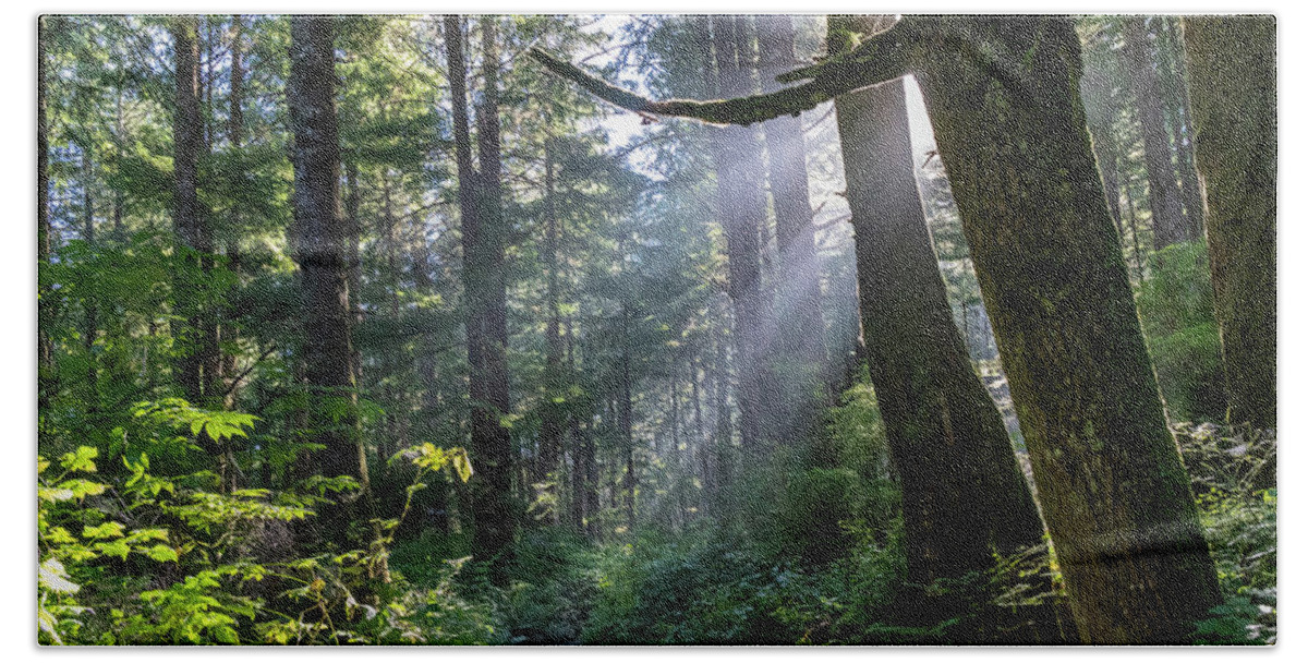 Background Beach Towel featuring the photograph Rain Forest at La Push by Ed Clark