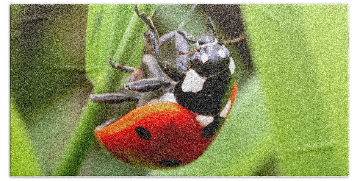 Lady Bug Ladybug Insect Close Up Closeup Close-up Macro Outside Outdoors Nature Brian Hale Brianhalephoto Beach Towel featuring the photograph Reach Like A Lady by Brian Hale