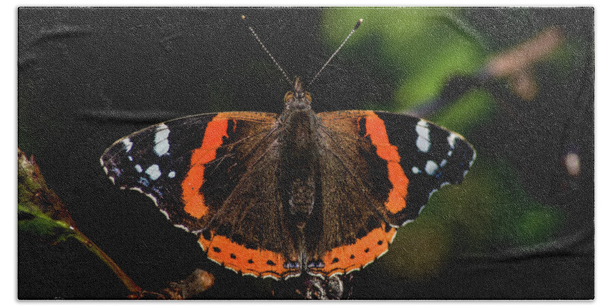 Red Admiral Butterfly Beach Towel featuring the photograph Red Admiral Butterfly in the cherry tree by Torbjorn Swenelius