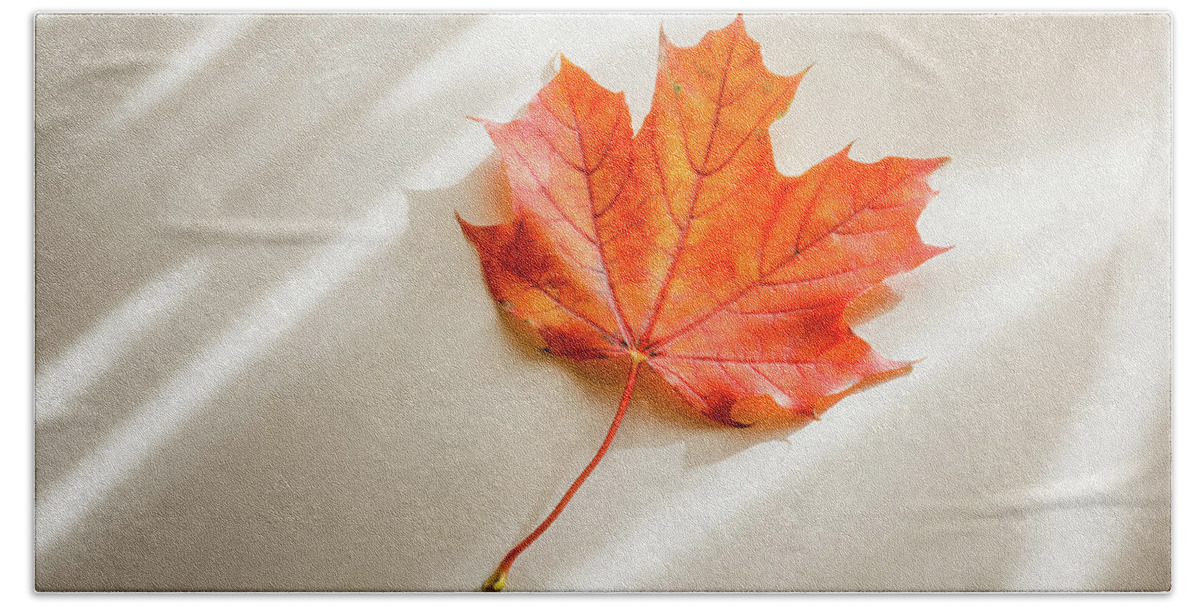 Maple Leaf Beach Towel featuring the photograph Red and Orange Maple Leaf by Scott Norris