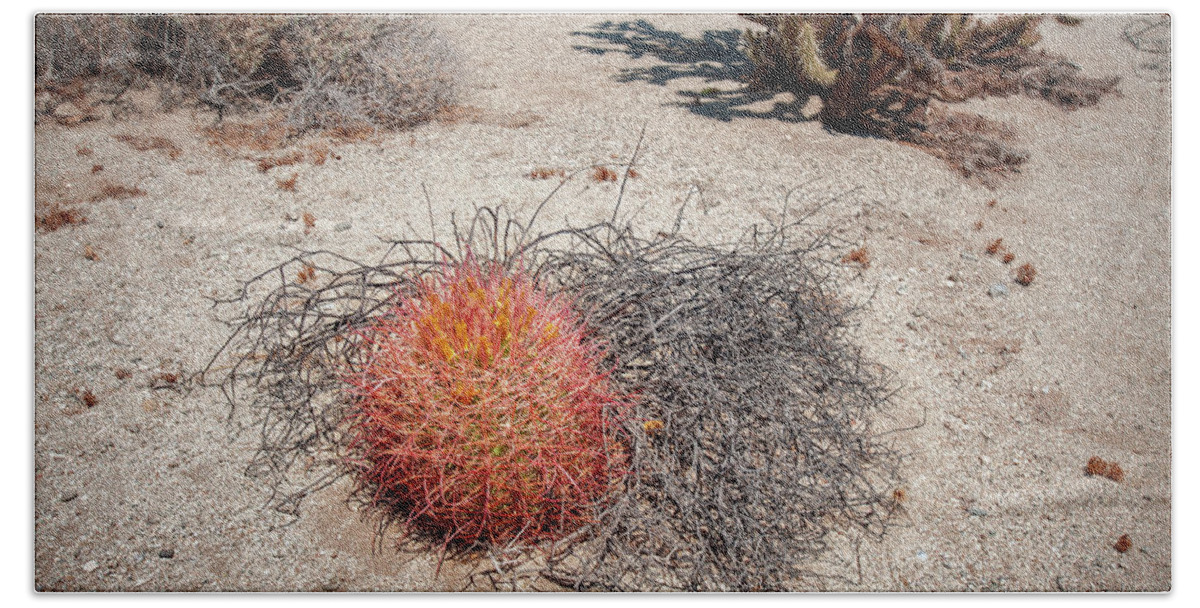 Anza-borrego Desert State Park Beach Sheet featuring the photograph Red Barrel Cactus and Mesquite by Mark Duehmig