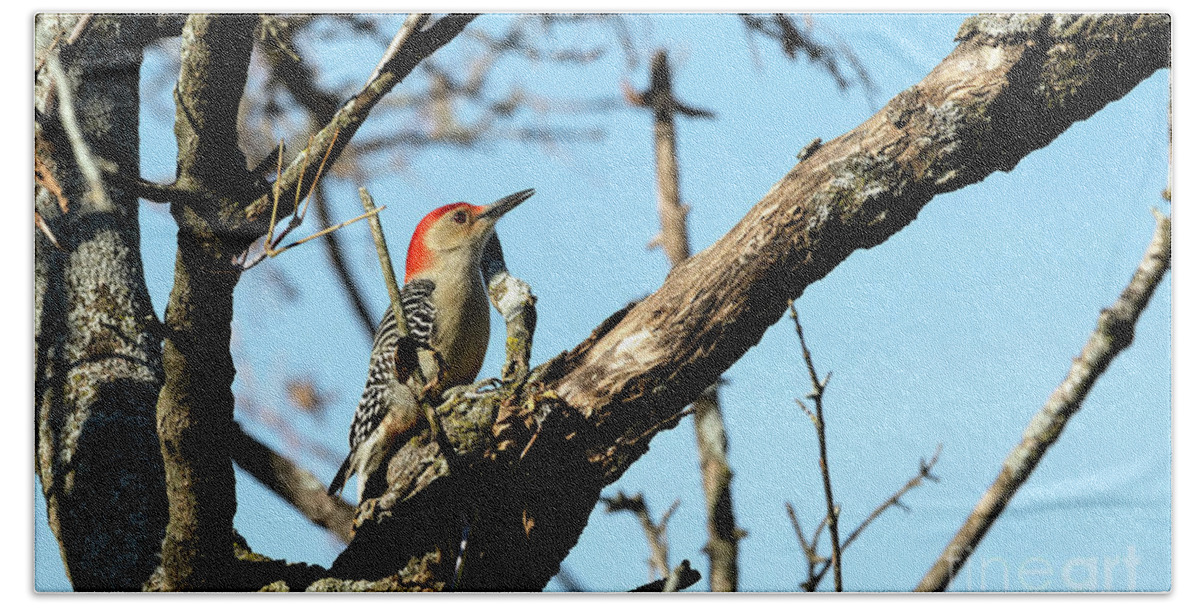 Woodpecker Beach Towel featuring the photograph Red bellied woodpecker by Sam Rino