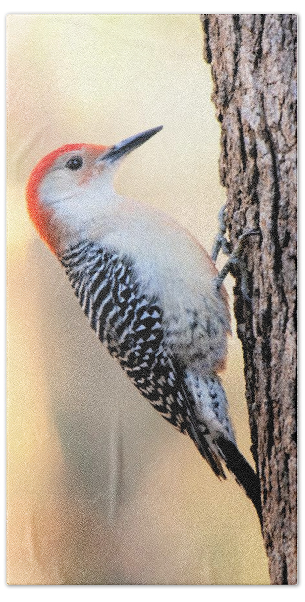 Red Bellied Woodpecker Beach Towel featuring the photograph Red Bellied Woodpecker - Vertical by Mary Ann Artz